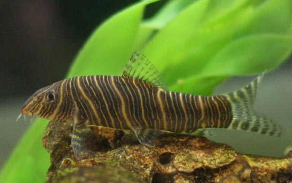 Боция зебра (В. striata)