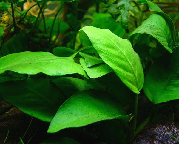 Анубиас конголезский (Anubias congensis, синоним A. heterophilla)