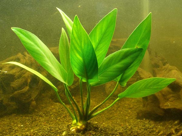 Анубиас копьевидный (Anubias hastifolia)