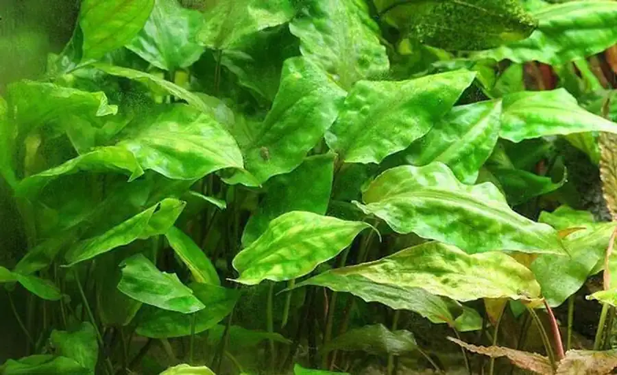 Криптокорина понтедерифолия (С. pontederiifolia)