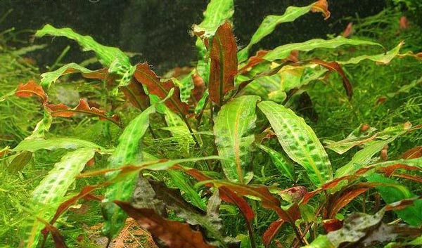 Криптокорина родственная (Criptocorine affinis)