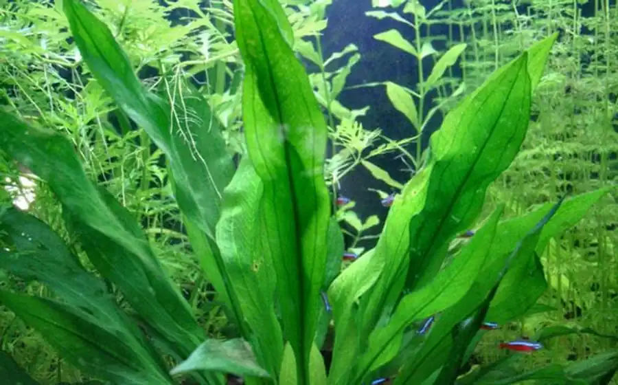 «Амазонка» (Е. amazonicus)