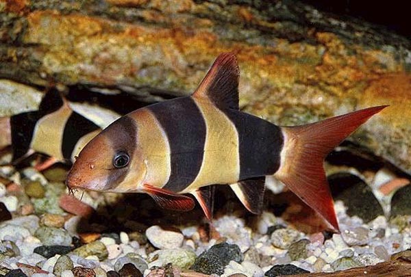 Боция клоун (Botia macracanthus)