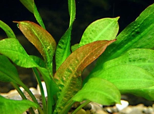  Эхинодорус сердцелистный (Е. cordifolius)