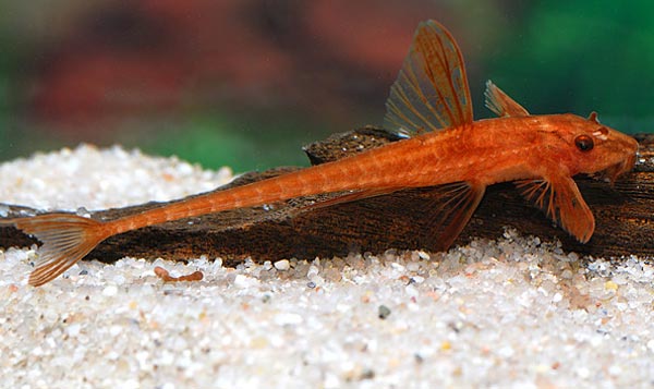 Лорикария (Rineloricaria sp. «Red»)