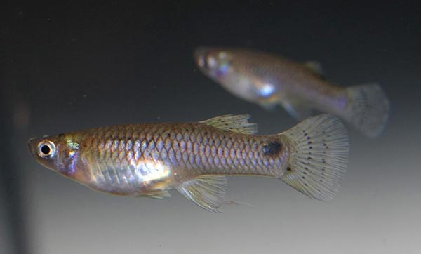 Gambusia affinis Гамбузия аффинис, или обыкновенная