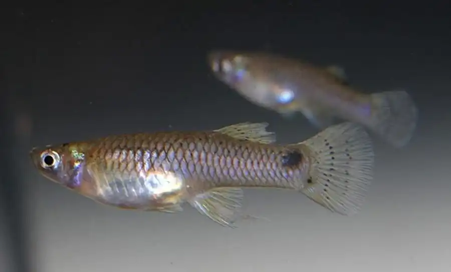 Gambusia affinis Гамбузия аффинис, или обыкновенная
