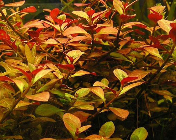 Людвигия (Ludwigia)