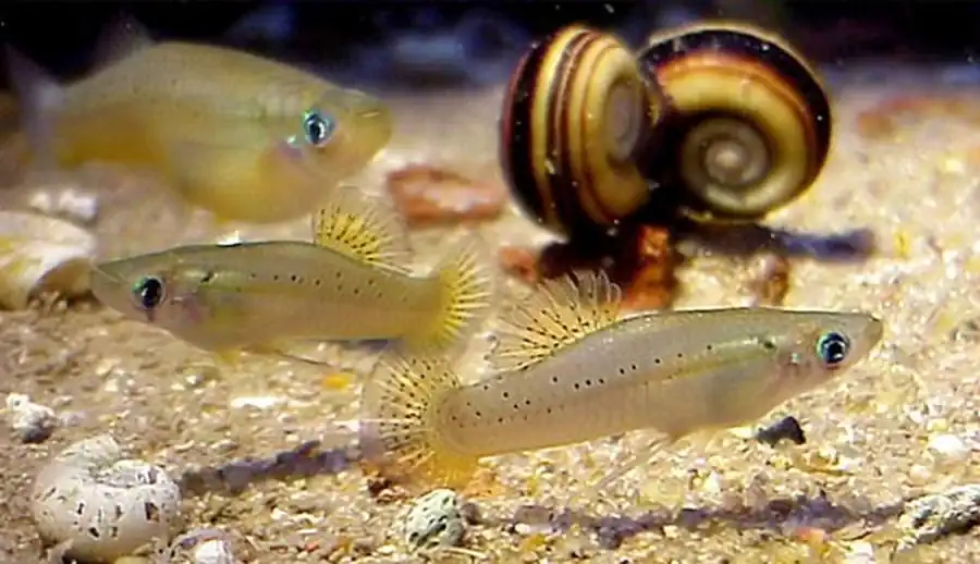 Gambusia puncticulata Гамбузия голубая, или крапчатая