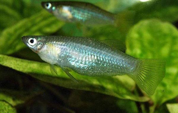 Heterandria bimaculata (Pseudoxiphophorus bimaculatus) Псевдоксифофорус