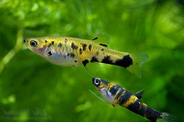 Phalloceros caudimaculatus Фаллоцерос пятнистохвостый