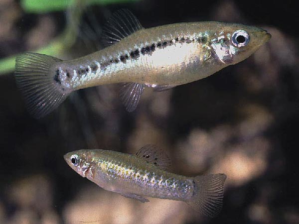 Poecilia dominicensis  Лимия доминиканская, или жемчужно-голубая