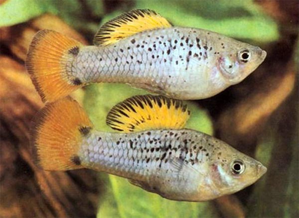 Poecilia (Mollienesia) latipinna  Моллинезия широкоплавничная. Лятипинна