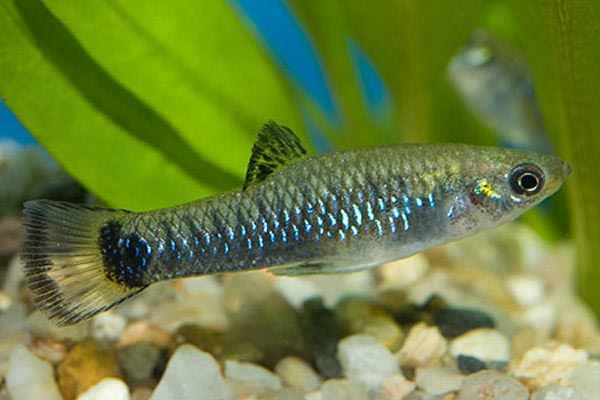 Poecilia melanogaster Лимия чернобрюхая