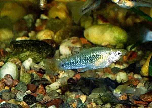 Poecilia perugiae Лимия перламутровая