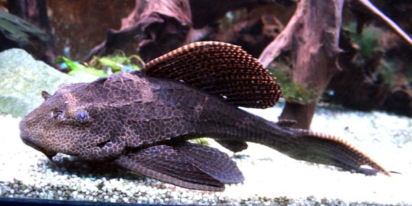  Гипостомусы (Hypostomus)