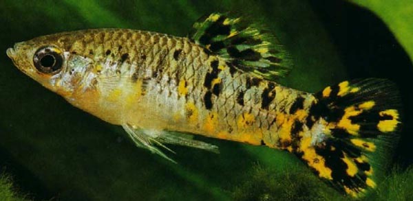 Poecilia vittata  Лимия виттата, или пятнистая, или крапчатая