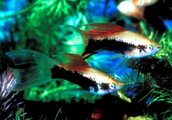 Xiphophorus helieri  Меченосец Геллера, или обыкновенный