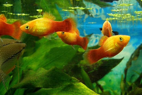 Xiphophorus maculatus Плятипецилия («пецилия») пятнистая