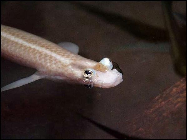 Семейство Четырехгаазковые (Anablepidae)