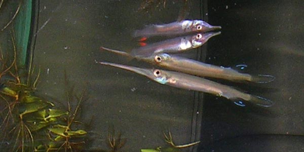 Hemirhamphodon pogonognathus Хемирамфодон голубоватый, или бородатый, или стройный