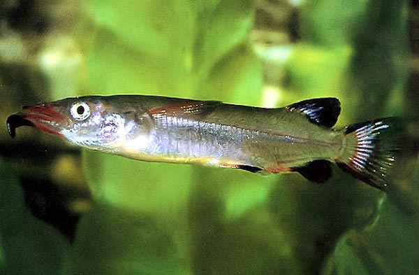 Nomorhamphus liemi Полурыл красно-черный