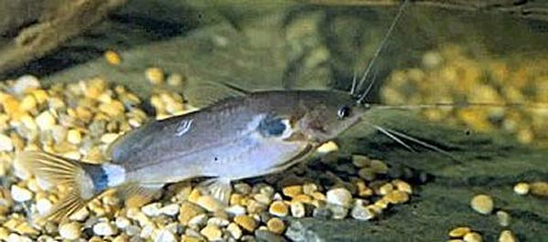 Красноватую касатку (Mystus micracantus)