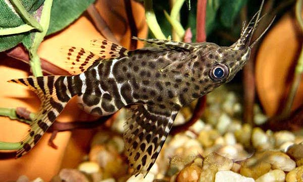 Синодонтисы (Sinodontis) 