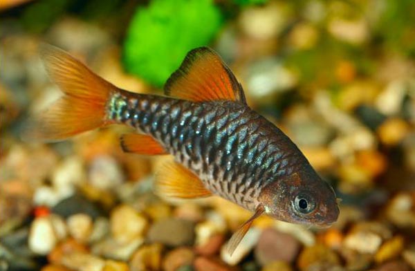 Барбус олиголепис, или усач островной (Barbus oliffolepis)