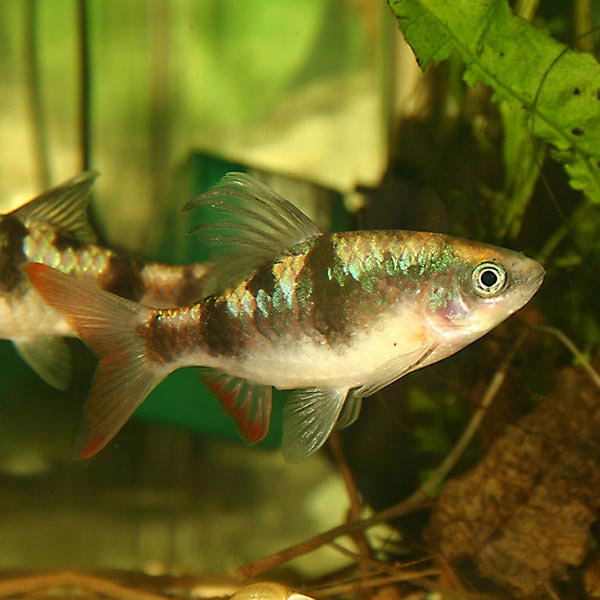 Барбус косицеплавничный (Barbus arulius)