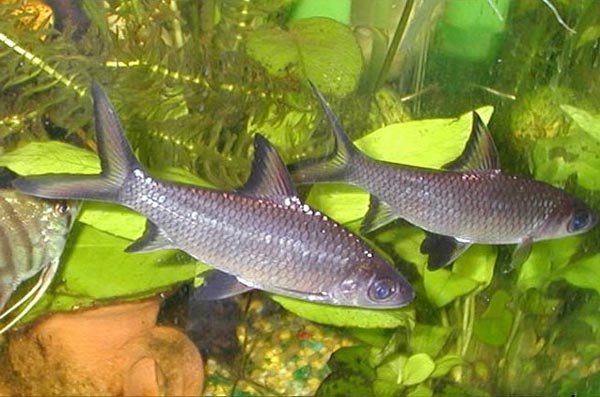 Балантиохейлус акулий, или барбус акулий (Balantiocheilus melanopterus)
