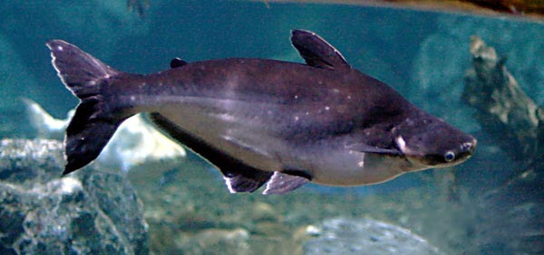 Пангасиус (Pangasius hypophthalmus; син. P. sutchii и P. sp.)
