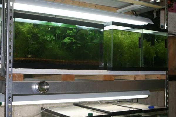 Аквариумисты разводят больше сотни видов киллифиш