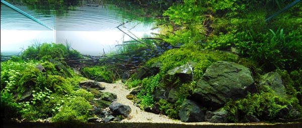Какой должна быть идеальная вода для содержания аквариумных растений?