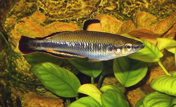 Бедоция (Bedocia geayi)