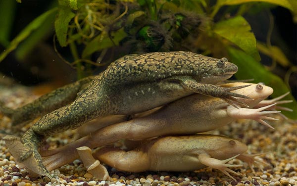 Шпорцевая лягушка (Xenopus laevis)