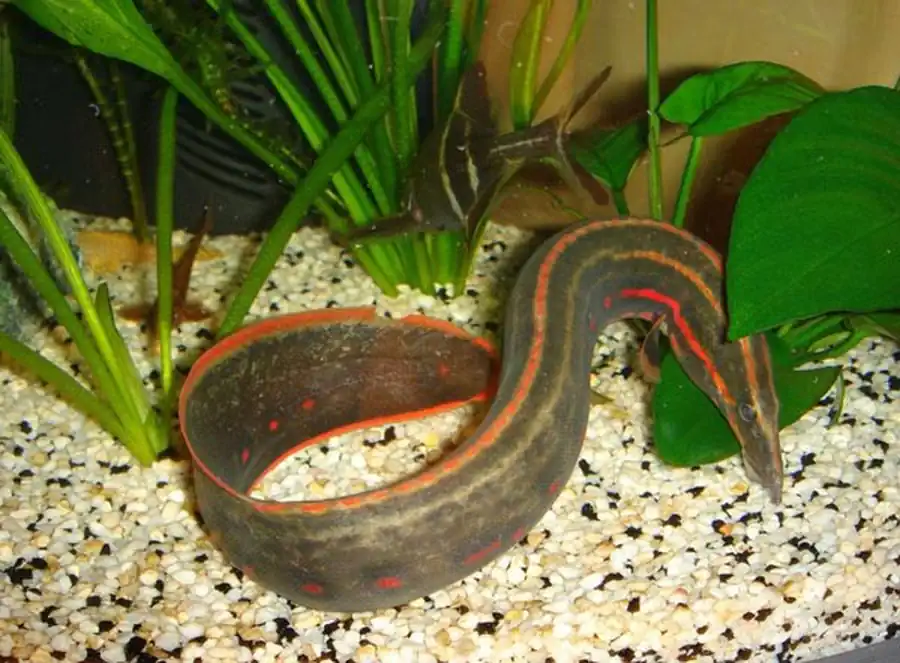 Макрогнаты (Macrognatus) и мастацембелы (Mastacembelus)