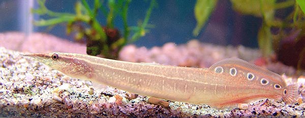  Макрогнат (Macrognatus aculeatus)