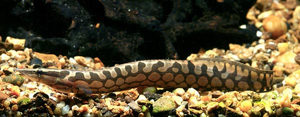 фавус (Mastacembelus favus)