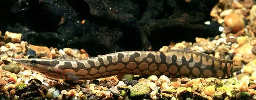 фавус (Mastacembelus favus)