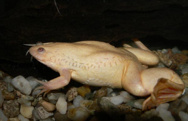 Шпорцевая лягушка (Xenopus laevis)