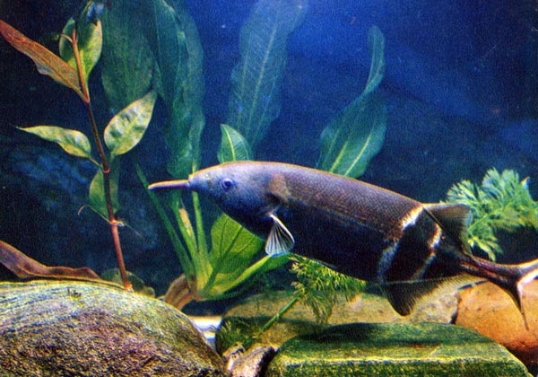 Рыба слон (Gnatonemus petesii)