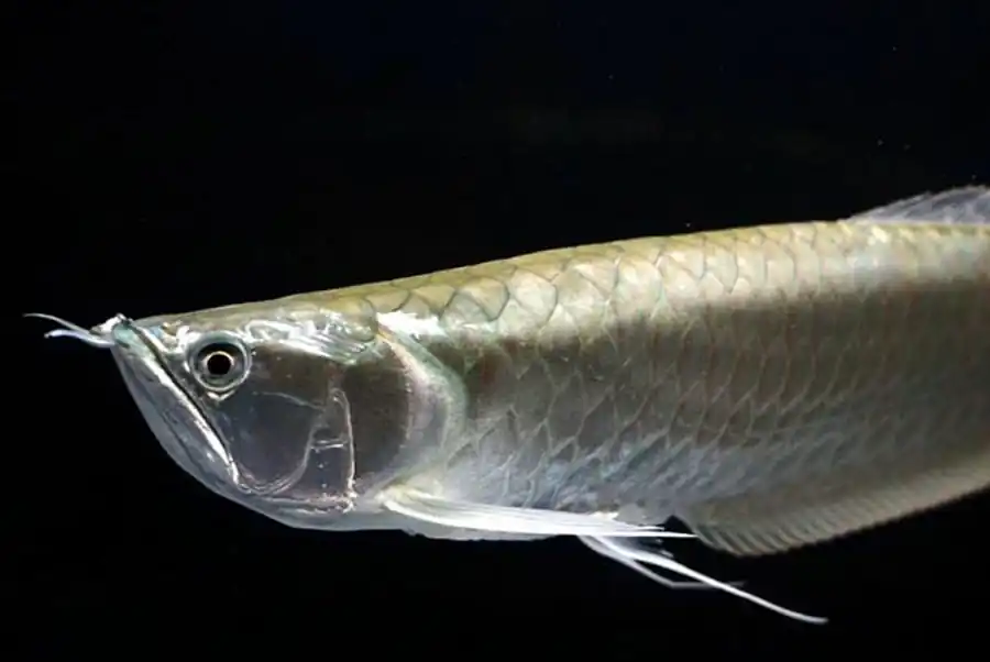 Арована серебряная (Osteoglossum bicirrhosum)