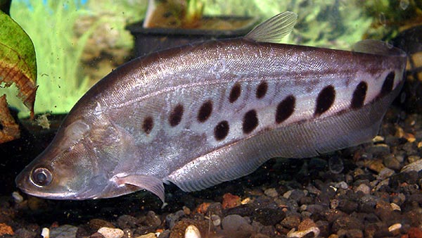 нож читала (Notopterus chitala)