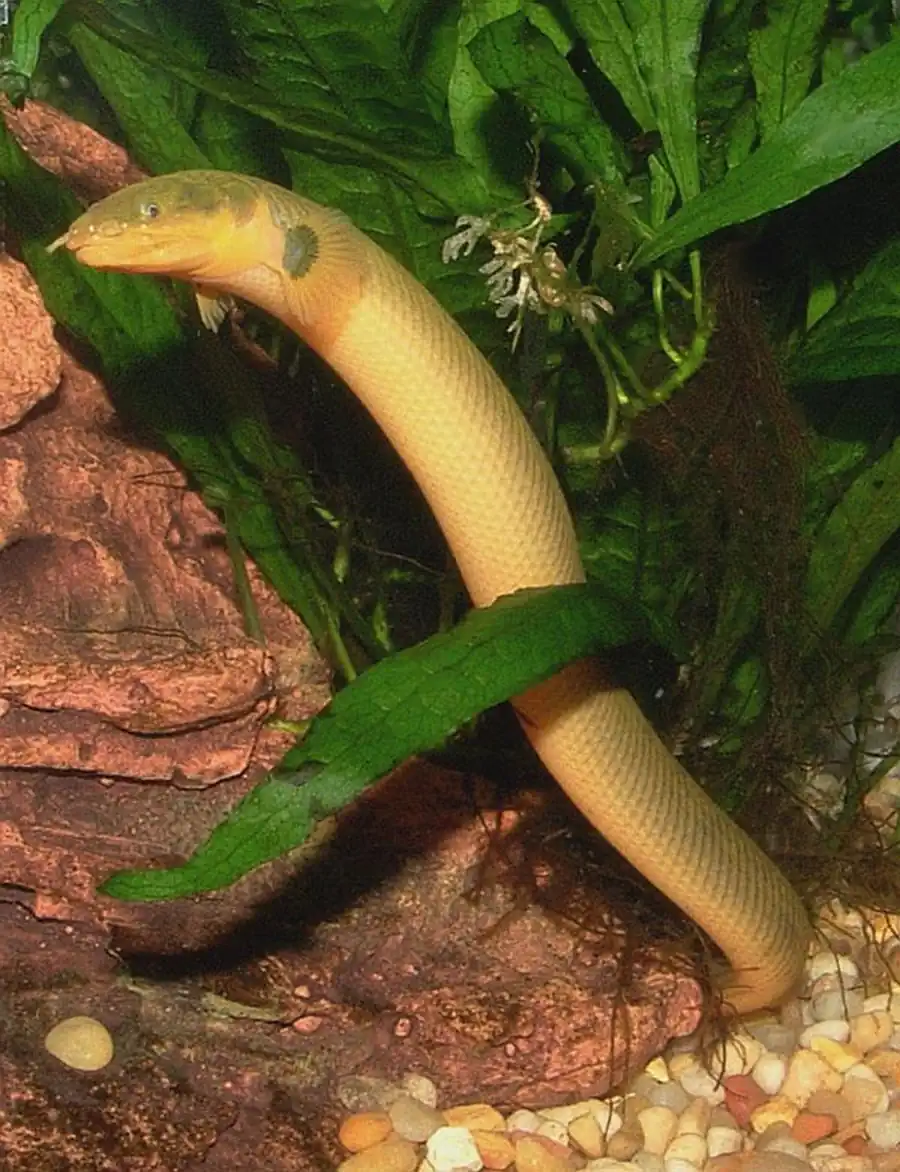 Каламоихт (Calamoichthys calabaricus)
