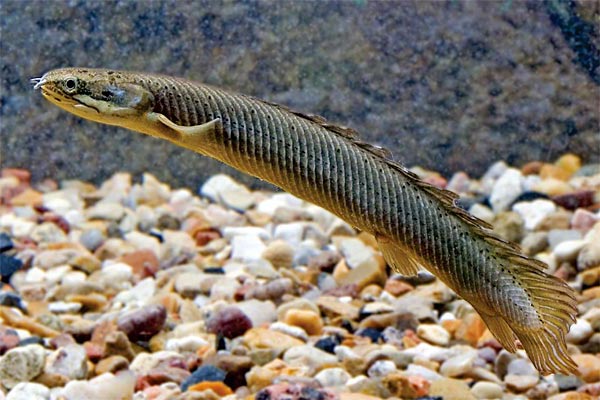 Полиптеры, или многоперы (Polypterus)