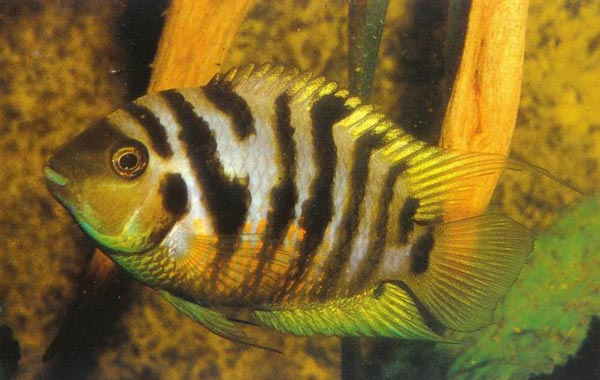 Чернополосая цихлазома (Cichlasoma nigrofasciatum)