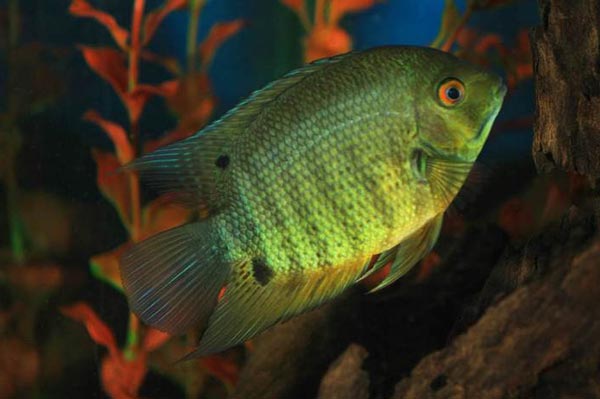 Цихлазома северум (С. severum)