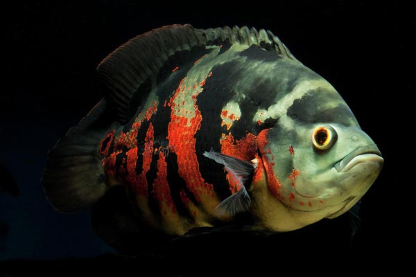  Астронотус (Astronotus ocellatus), или Оскар