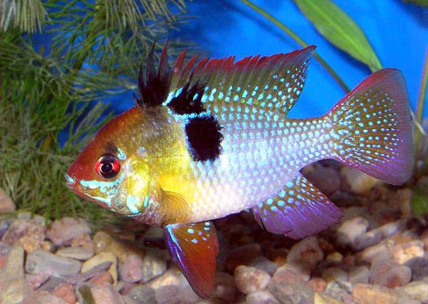 папилиохромис Рамиреса (Papiliochromis ramirezi)